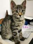 Cleo