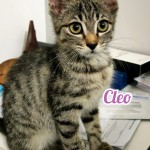 Cleo