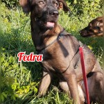 Fedra