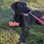 Fedra