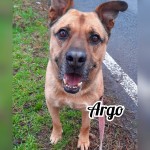 Argo