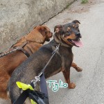 Tiglio