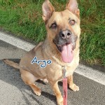 Argo