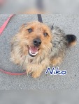 Niko