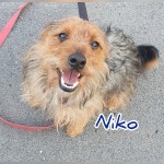 Niko