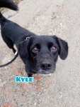 Kyle