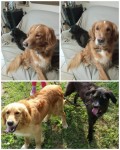Marley e Milù