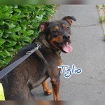 Tiglio