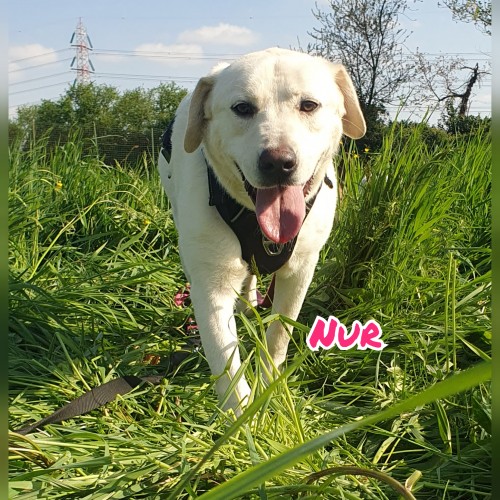 Nur
