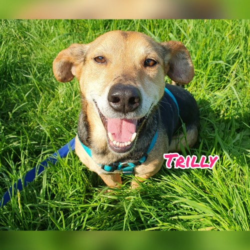 Trilly