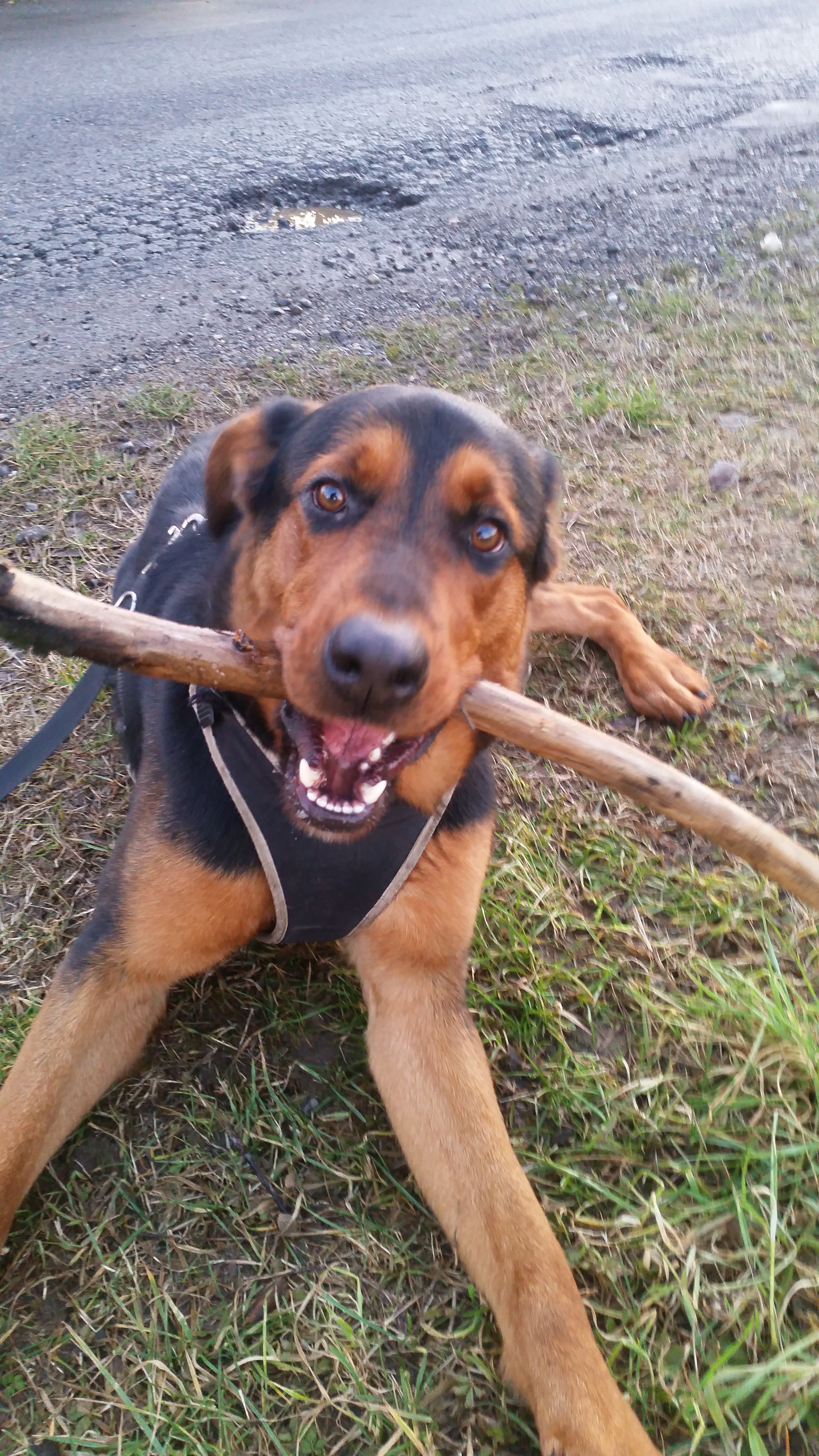 Goliath