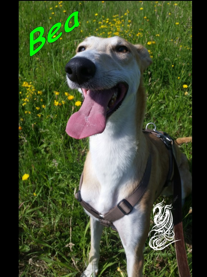Bea