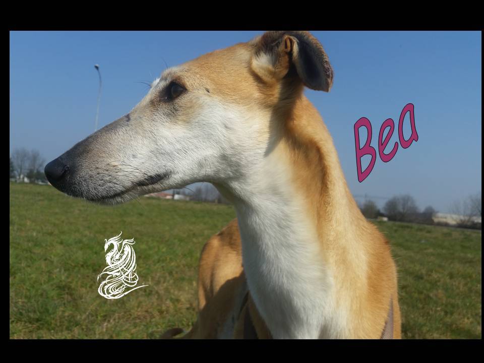 Bea
