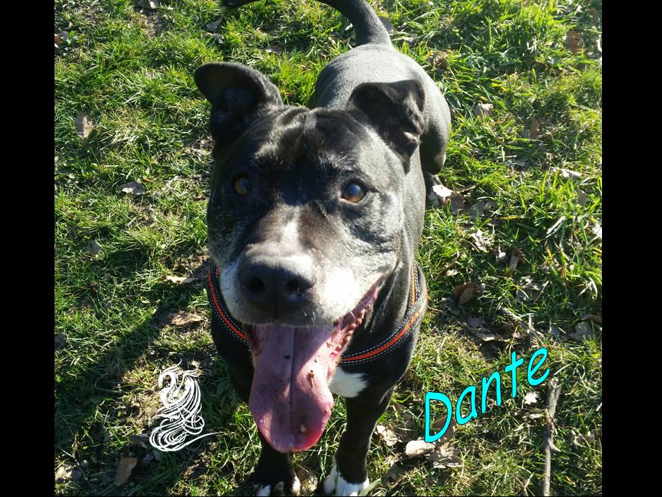 Dante