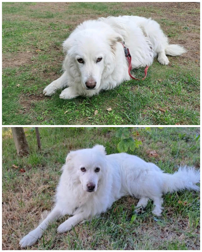 Heidi