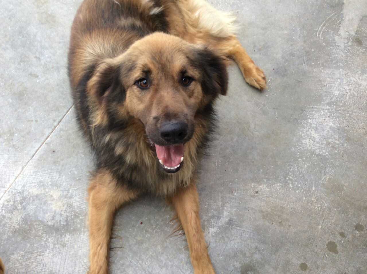 Zorro