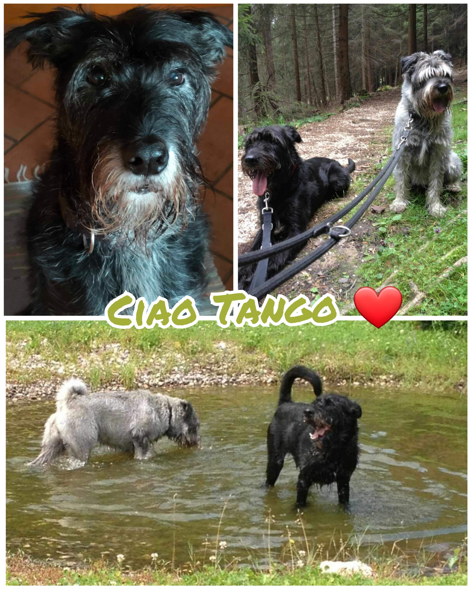 Tango