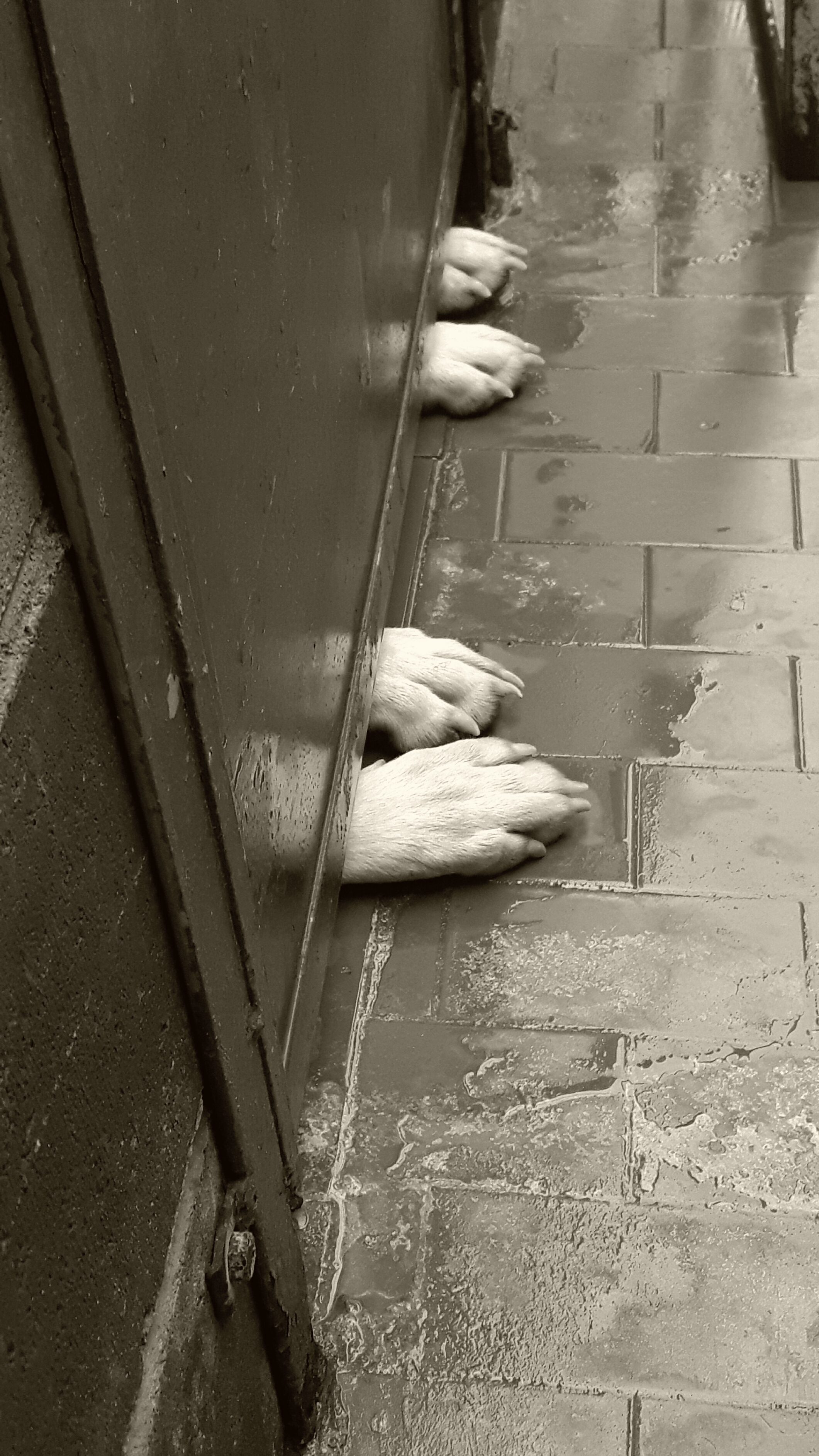 Buonanotte da chi sogna una casa, un posto al caldo dove passare l'inverno e da chi ha sempre una speranza di una via d'uscita..