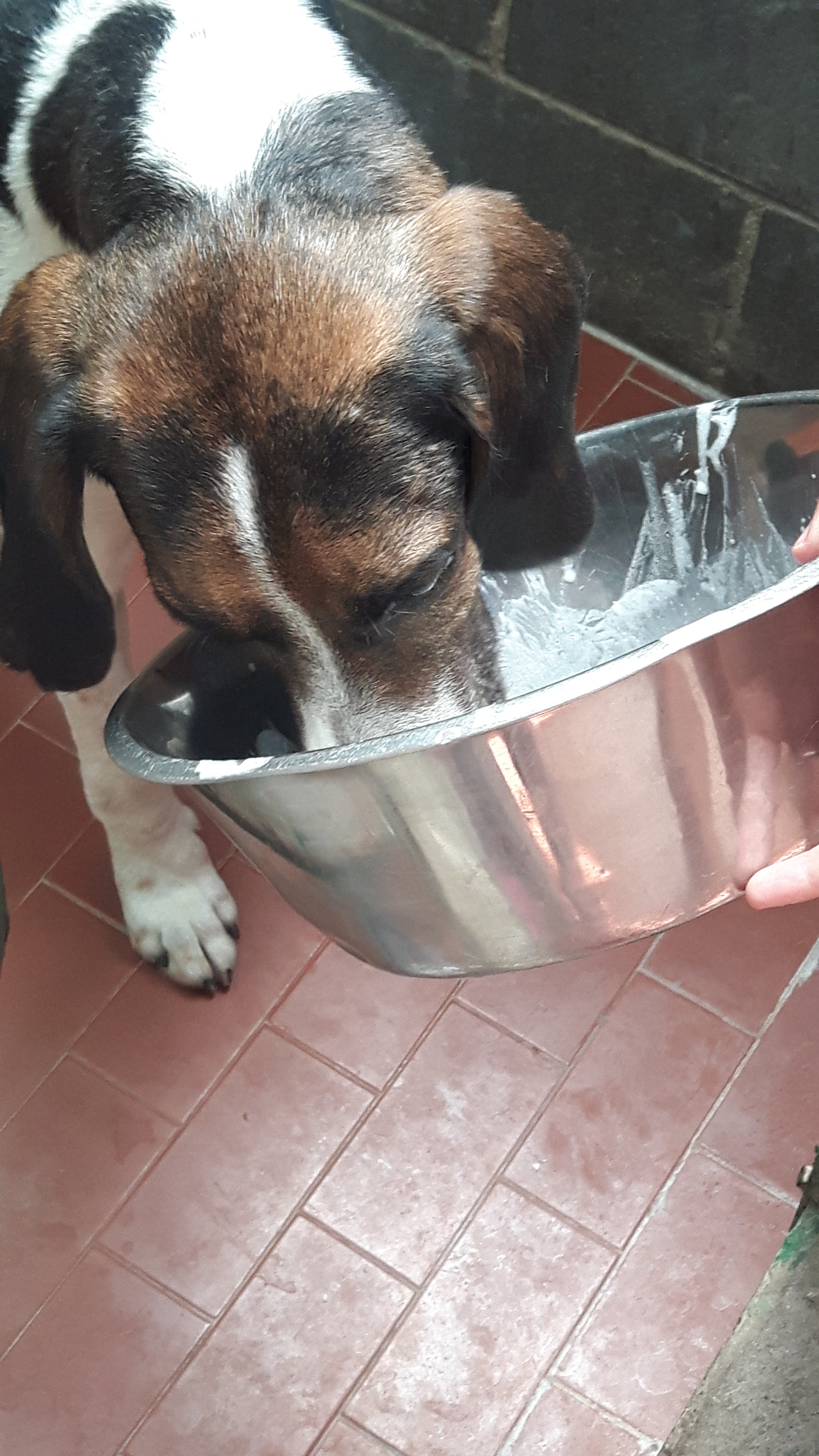 Oggi è stata una giornata importante per i nostri "ragazzi".. Manuela è arrivata con una sorpresa per tutti loro: IL GELATO! Alcuni non sapevano cosa fosse, altri hanno mandato giù e poi si sono fatti delle domande e altri non erano molto sicuri, ma TUTTI hanno apprezzato.. quindi: grazie Manu
