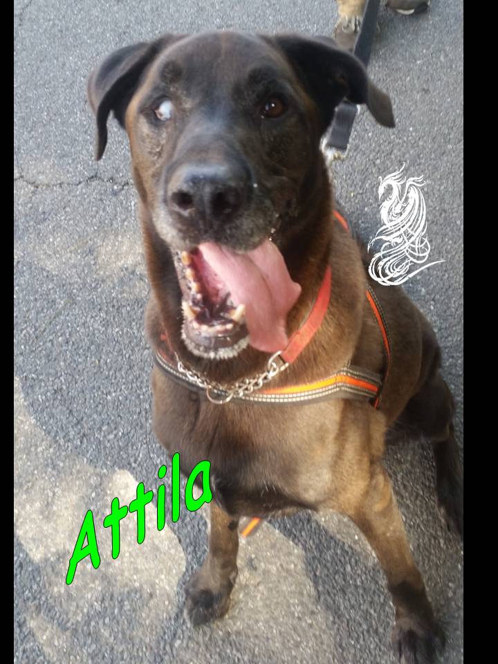 Attila