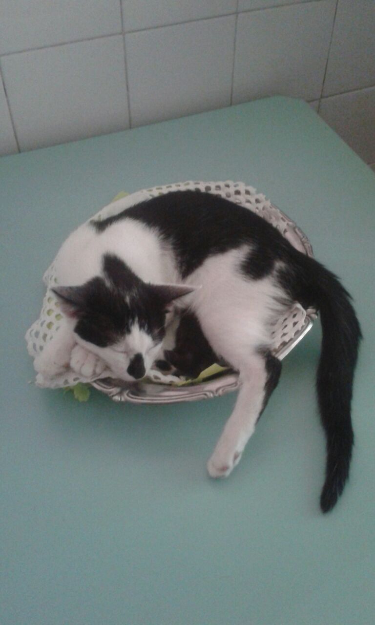 Morgana