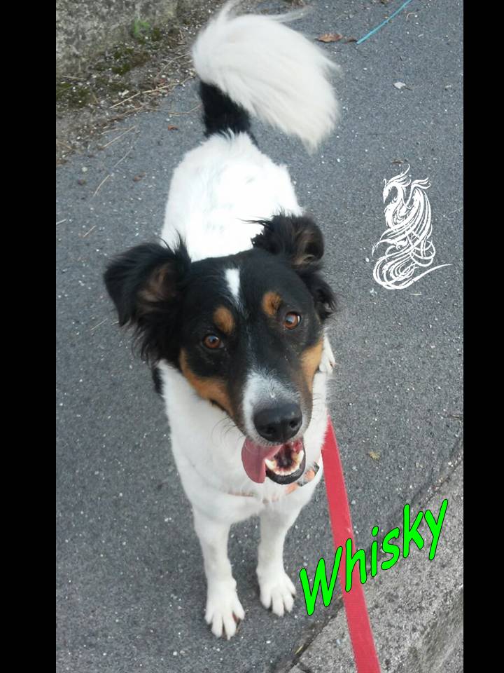 Whisky