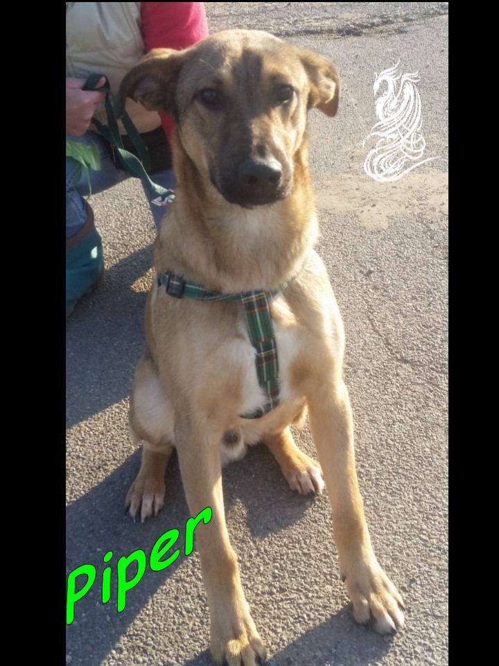 Piper