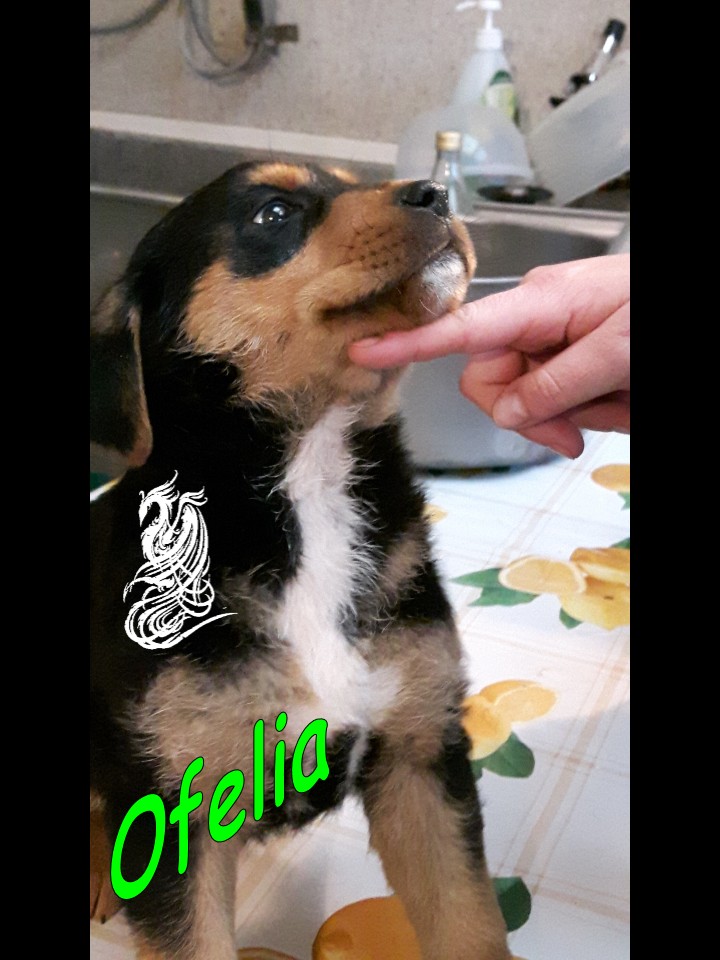 Ofelia