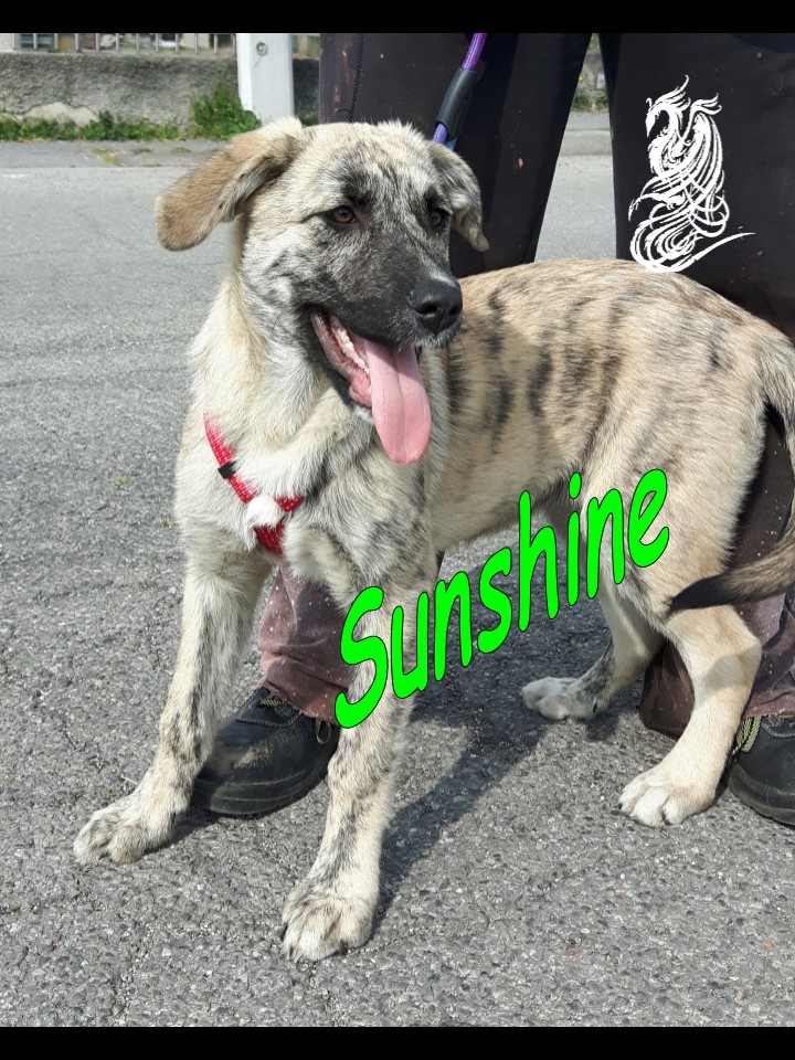Sunshine