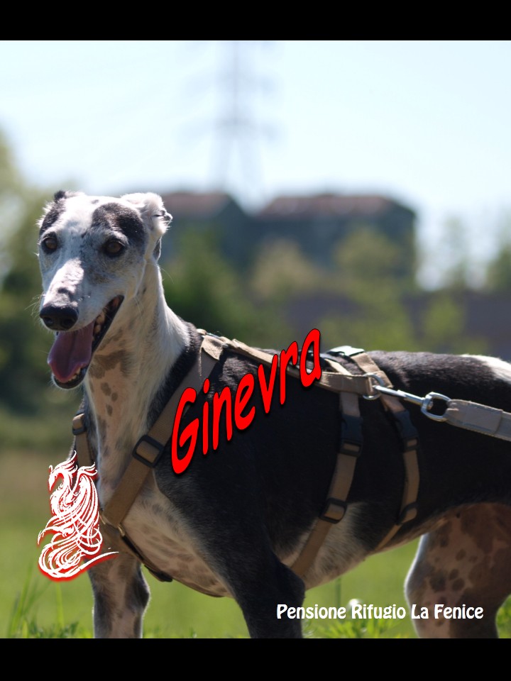 Ginevra