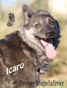 Icaro