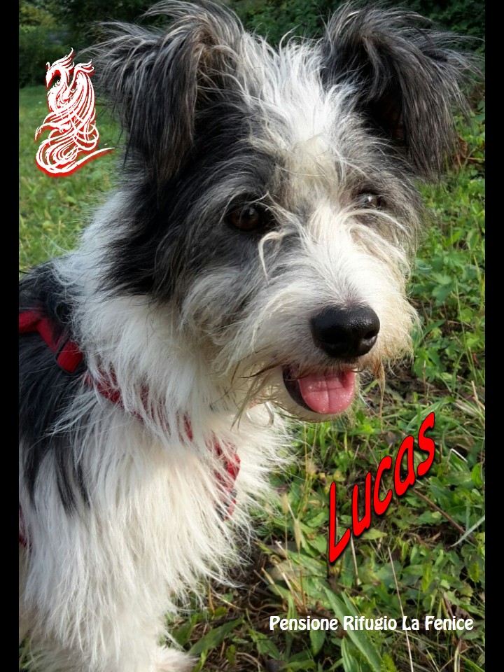 Lucas