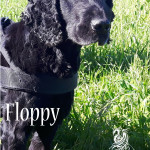 Floppy