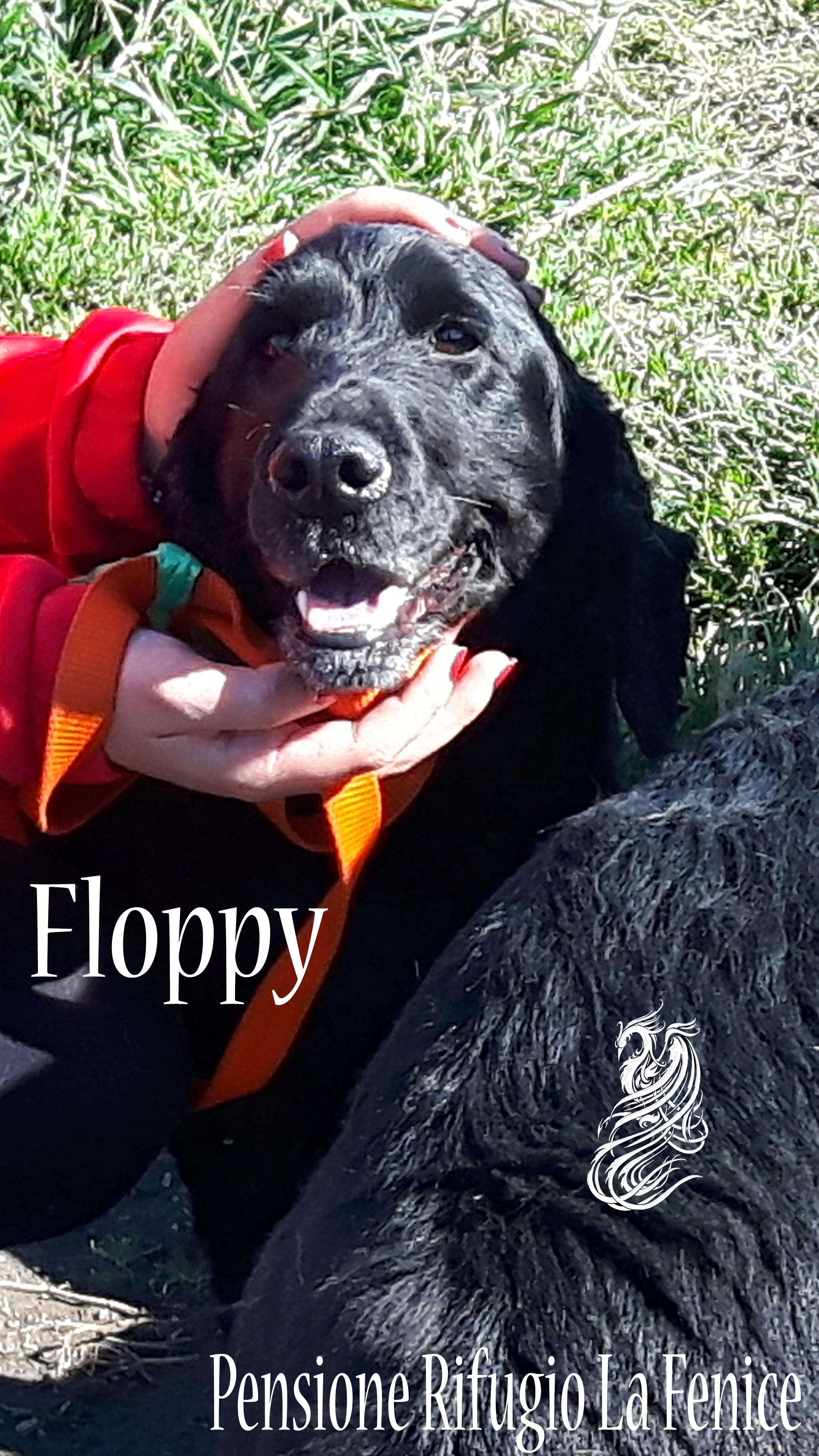Floppy