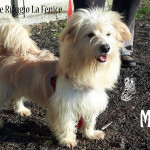 Miele