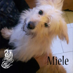 Miele
