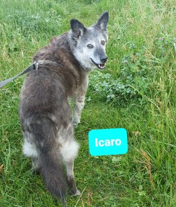 Icaro