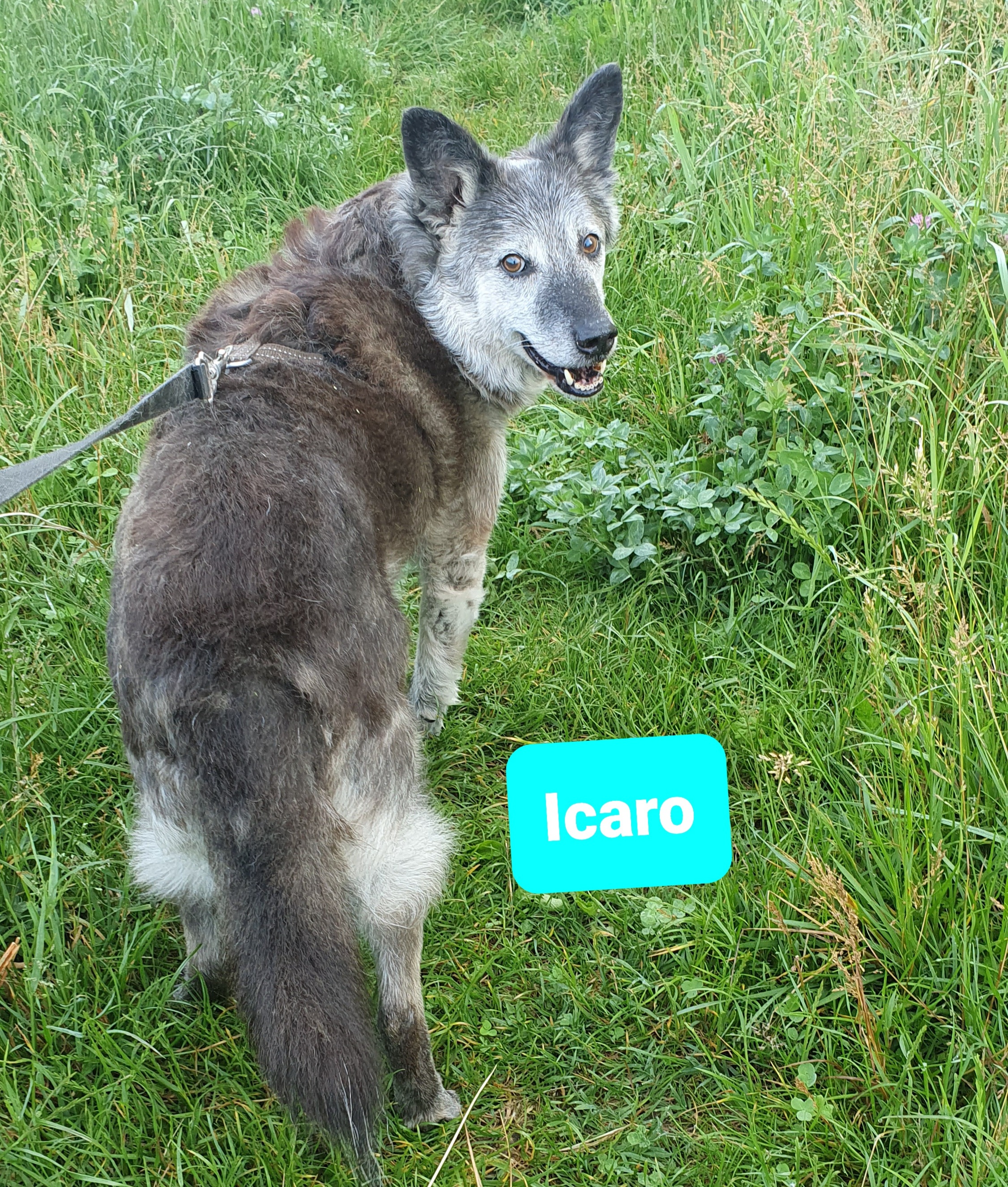 Icaro