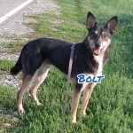 Bolt