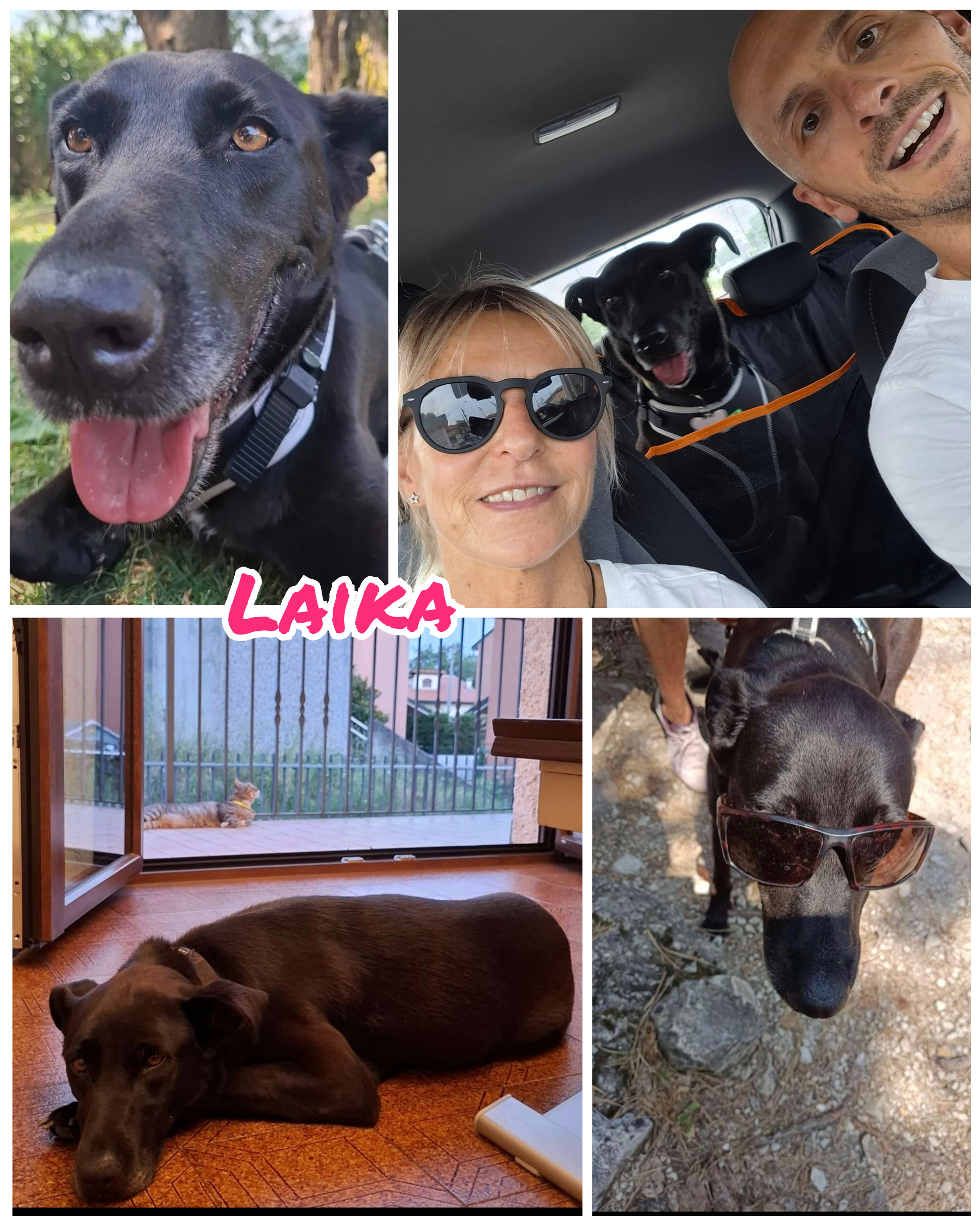 Una parola che ti definisca: PERFETTA!
Brava al guinzaglio, bravissima con le persone, SUPER coccola e nemmeno abbaiona.
In macchina spettacolare, nessun problema (solo i bisogni che li vuole fare a casa sua, comoda comoda, ma ci si lavora).
4 anni sprecati a vivere in un bagno e ora finalmente la vita, quella vera!
Ti aspetta tutto quello che dovevi già avere, ma l'essere umano è una ROBA INDEFINIBILE, ma il tuo riscatto è arrivato!
Quindi FANCULO al vecchio proprietario e ora VIVI bellissima Laika!
Buon vita tata ❤