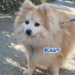 Kant