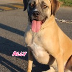 Ally
